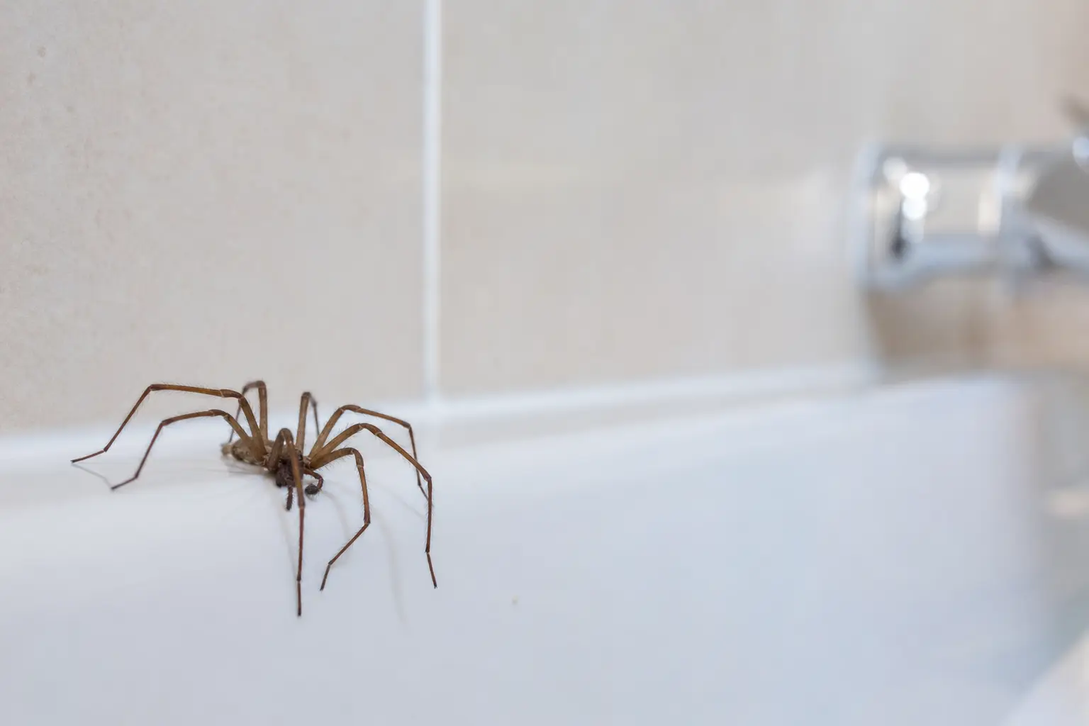 Une araignée brune de taille moyenne posée sur le rebord blanc d'une baignoire