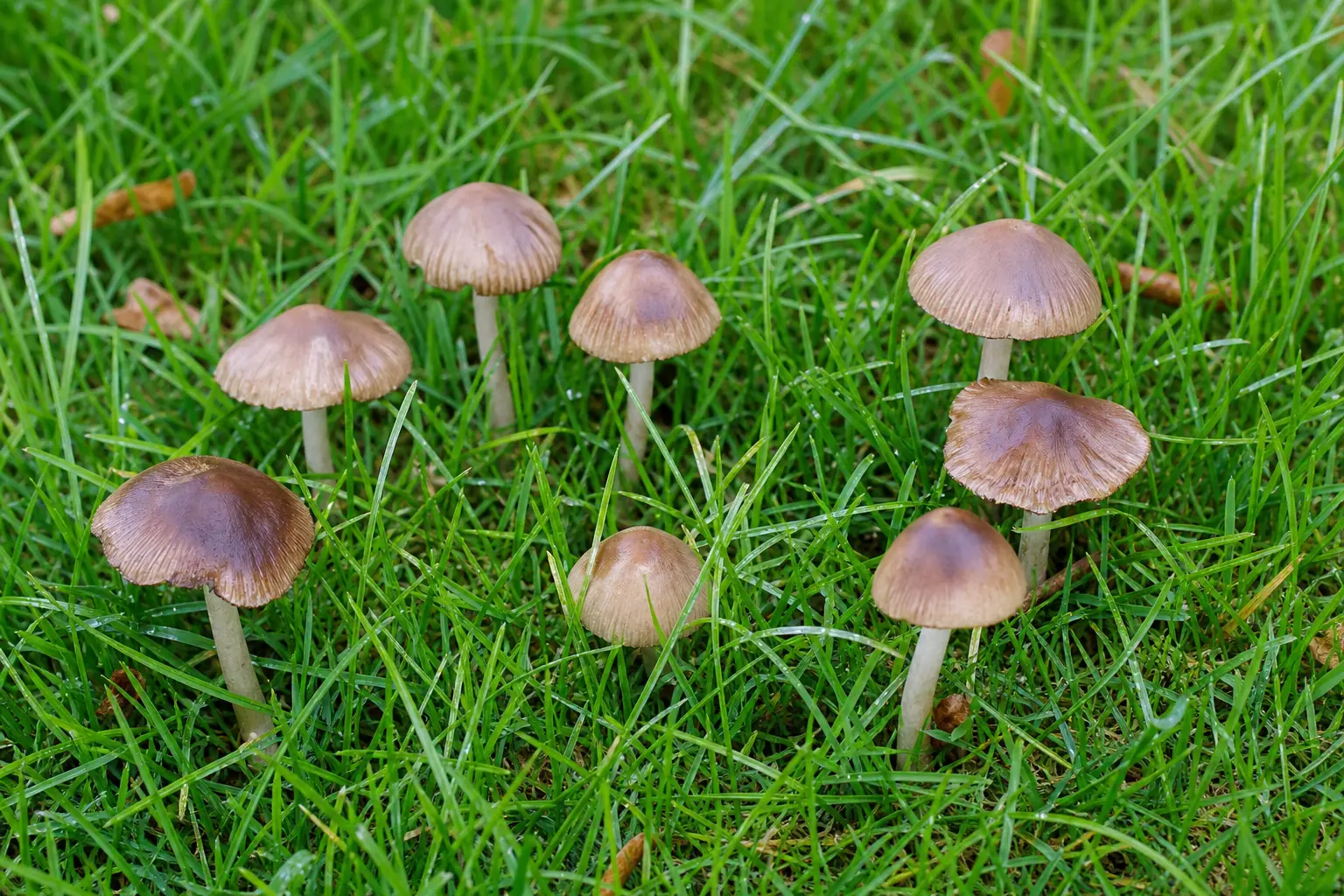 Un groupe de champignons sauvages disposés en cercle sur une pelouse verte humide après la pluie