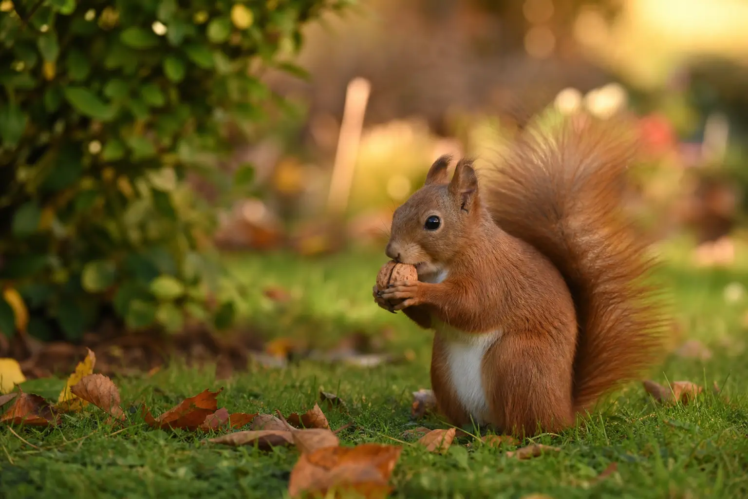 Un écureuil roux tenant une noisette entre ses pattes, assis sur l'herbe parmi des feuilles mortes