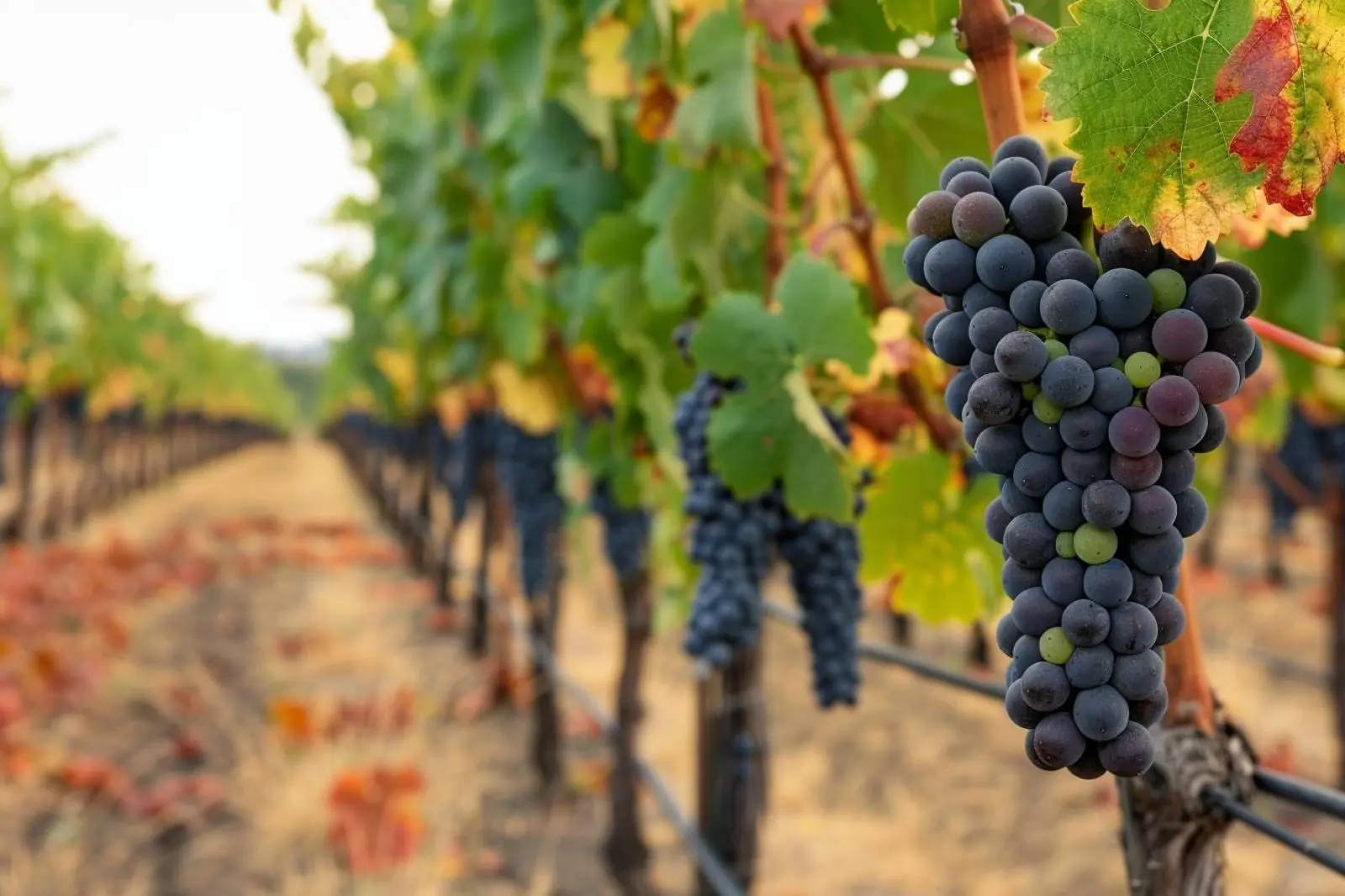 Quelles sont les premières étapes de la vinification?